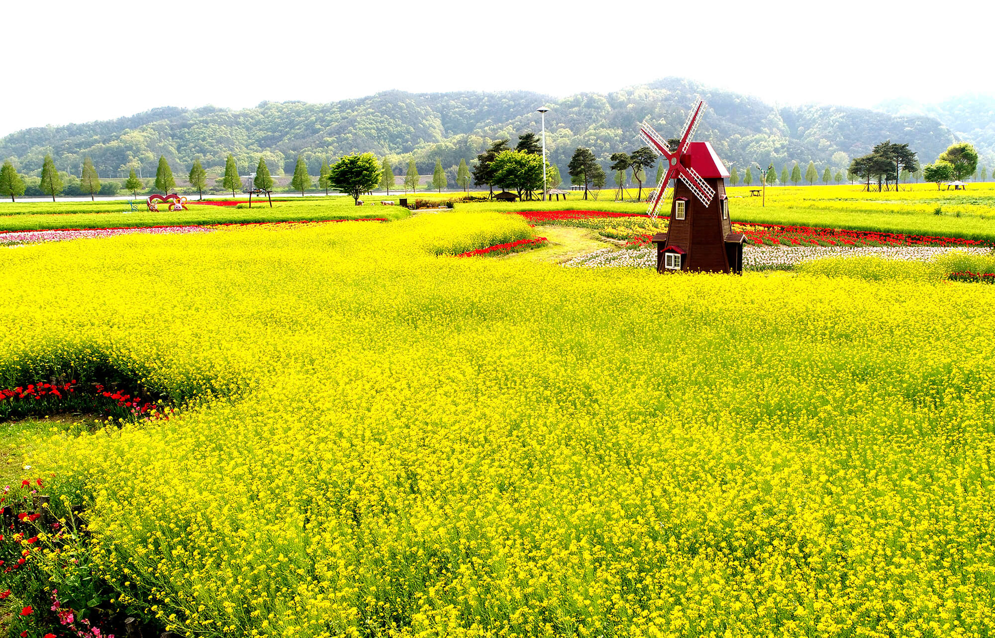 창녕 낙동강 유채꽃 축제 