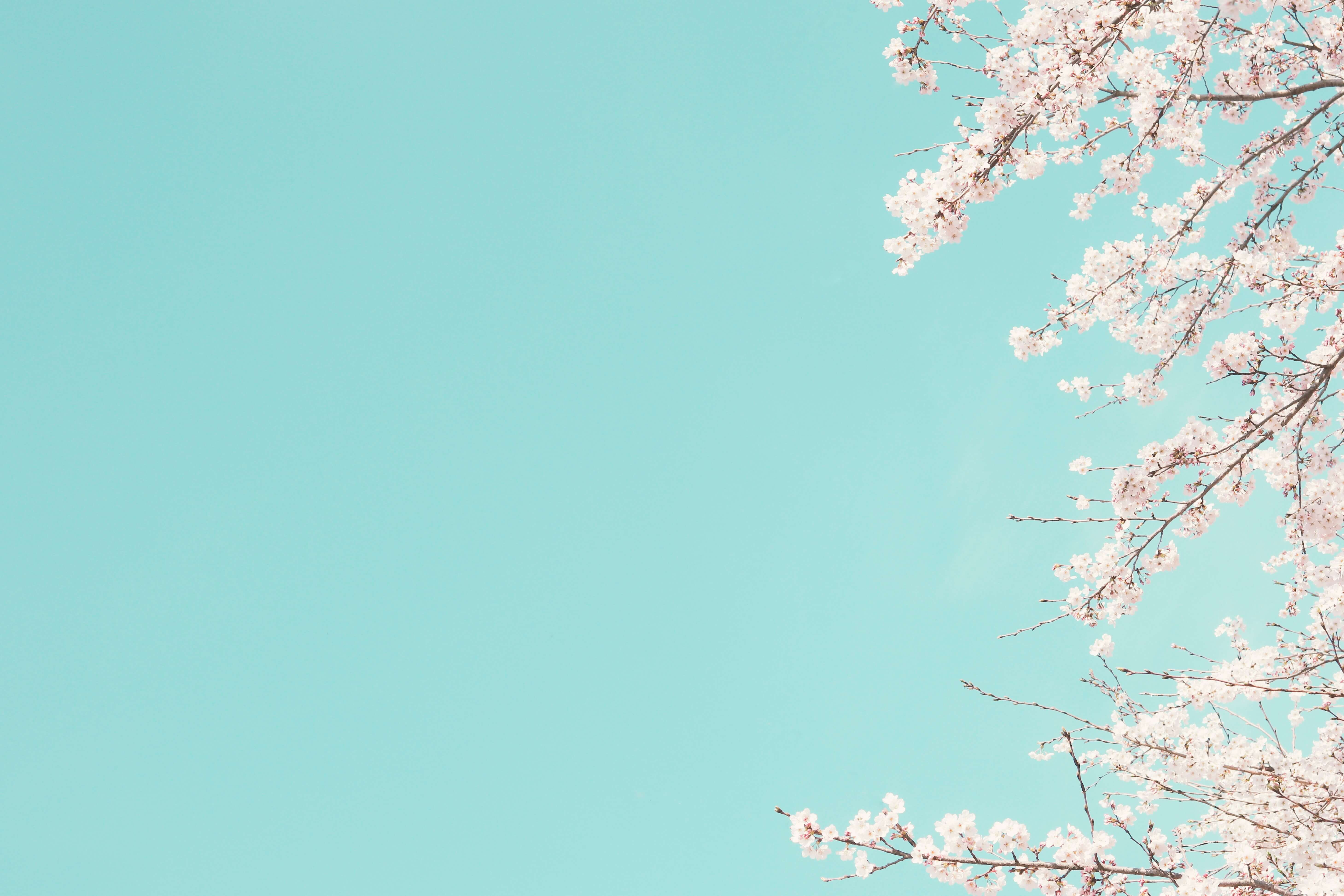 전국 벚꽃축제 일정 총정리