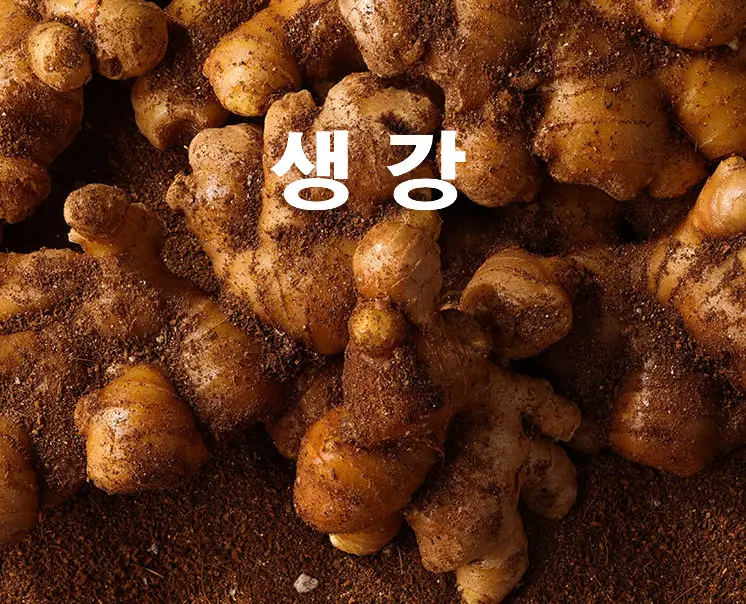 생강