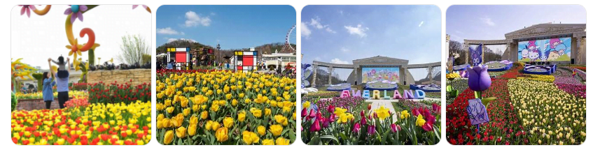 2025 에버랜드 튤립 축제 기간, 입장료, 꿀팁 &amp; 예약 방법 총정리!