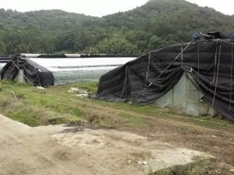 양액 재배 기초 배양액 비율 전기전도도 산도 관리_16