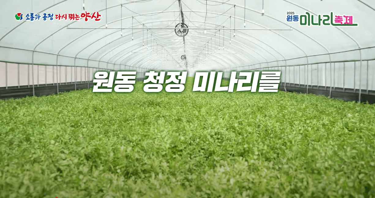 원동 미나리축제