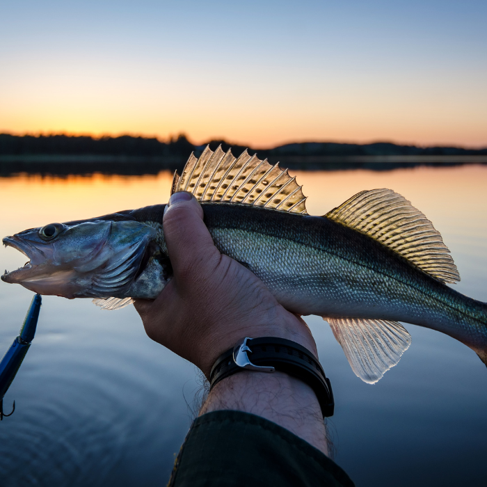 아들_남자아이_태몽_종류_해석