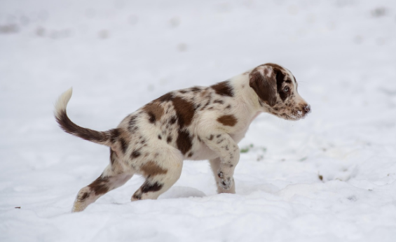 강아지 꼬리 물기