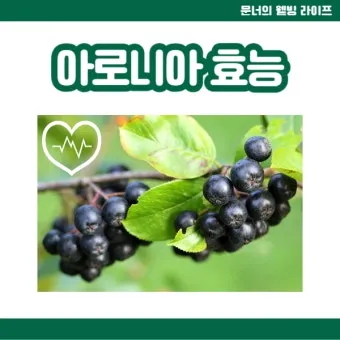 아로니아 먹는 가장 좋은 방법과 생 냉동 분말 활용 팁_7