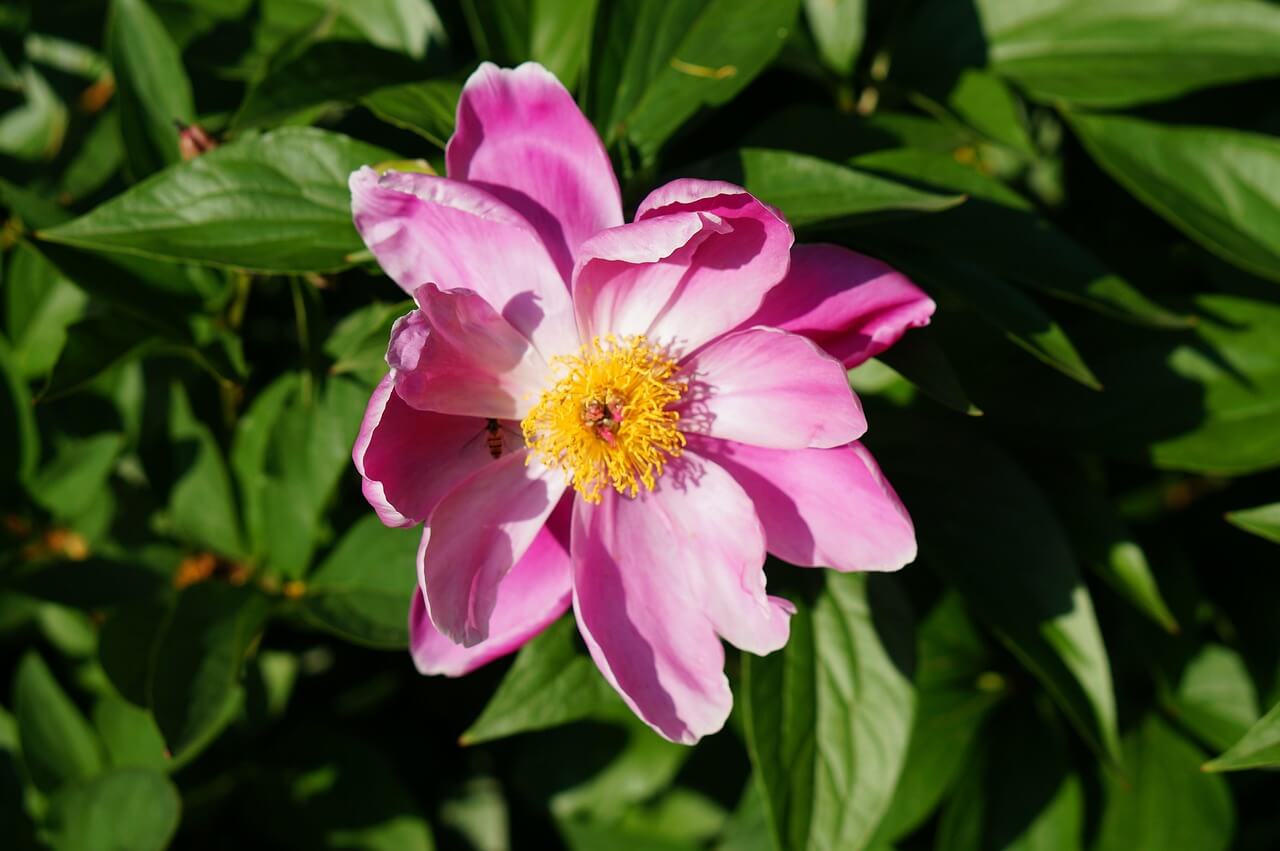 갱년기 영양제 추천