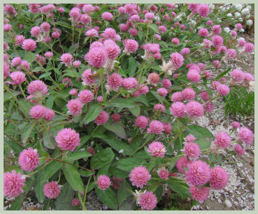 레드콜로버 영양성분