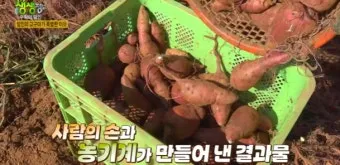 생생정보 수확 달인 미사리 커피농장 소개_4