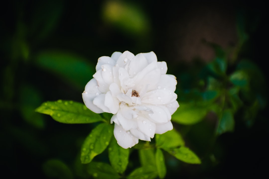 Stevia