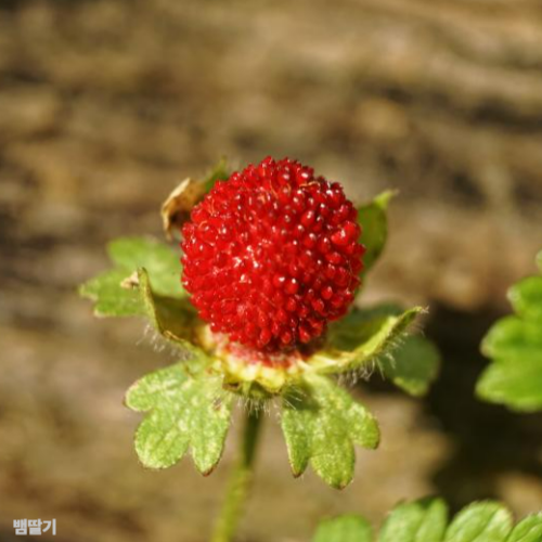 뱀딸기