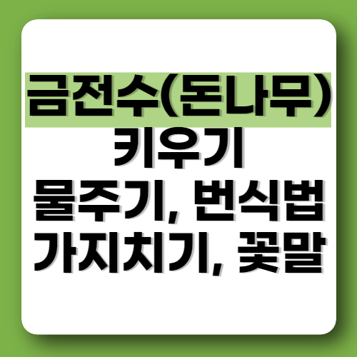 금전수 돈나무 키우기 물주기 가지치기