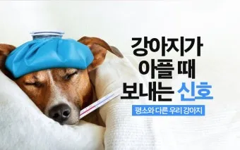 강아지 아플 때 증상 10가지 주의해야 할 건강 신호_13