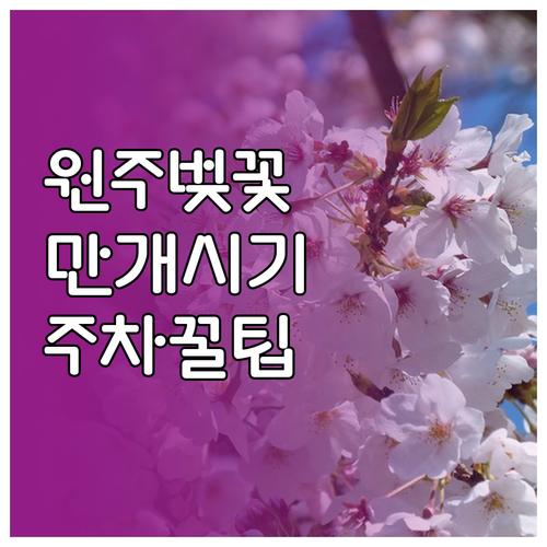 원주 벚꽃 개화 예상 시기 및 구역별..