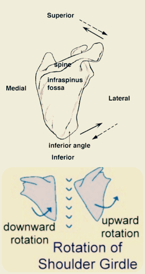 날개뼈의-움직임