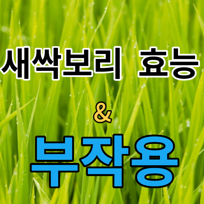 새싹보리 효능 안내문