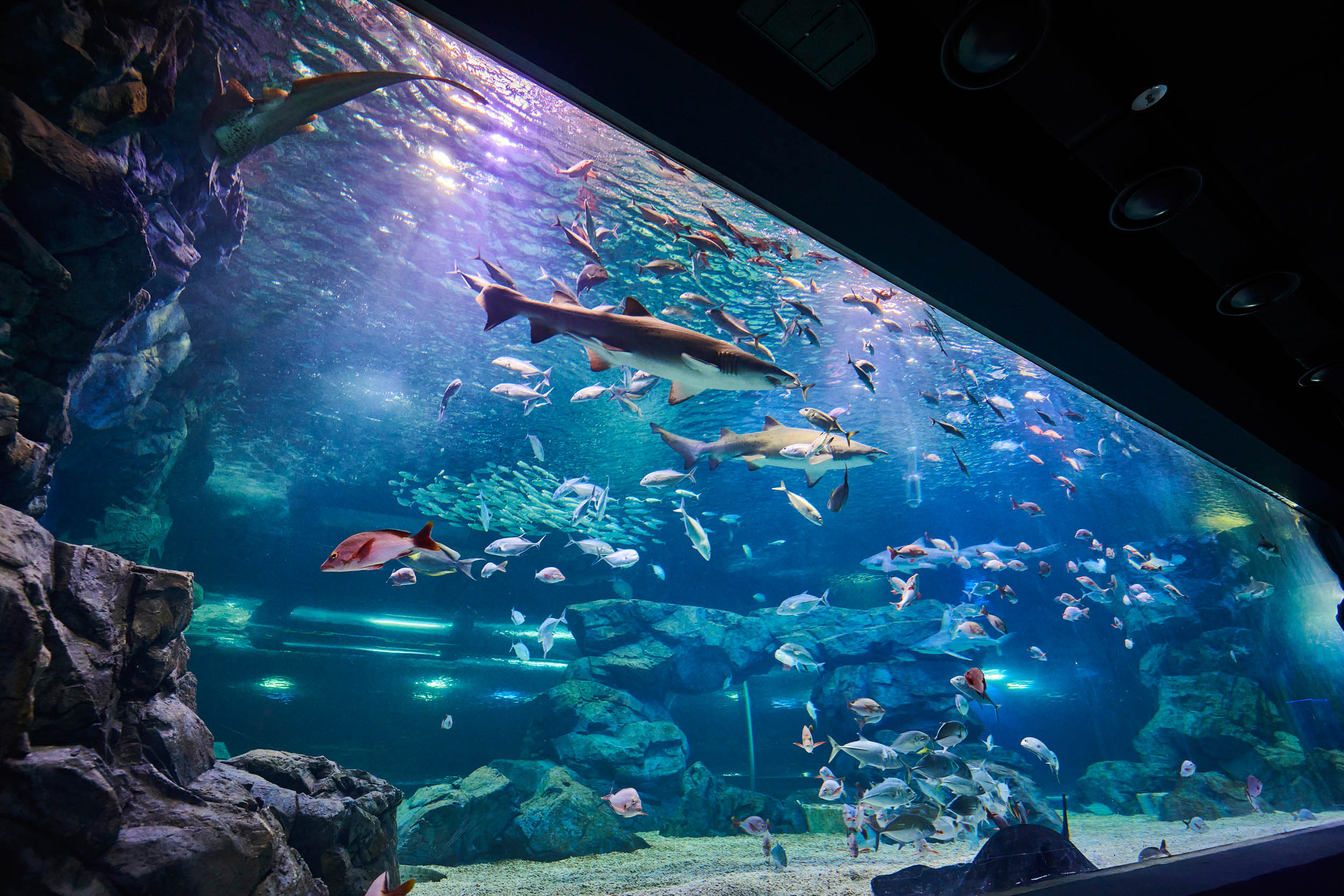 서울 근교 당일치기 여행 화담숲 겨울정원과 아쿠아리움 코스