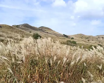 황매산 억새축제_24