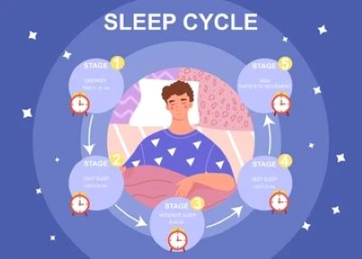 수면 사이클