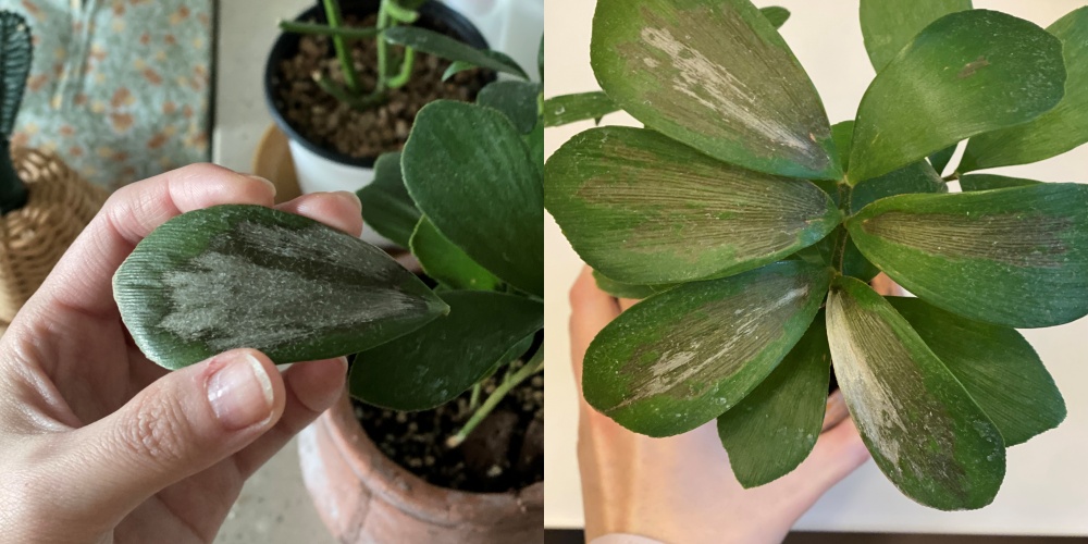 멕시칸소철 위기