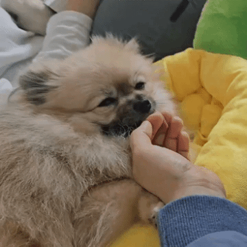 손을 핥는 강아지