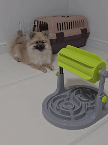 슬로우식기를 바라보는 강아지