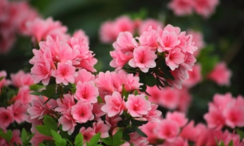 군포 철쭉축제 초대가수