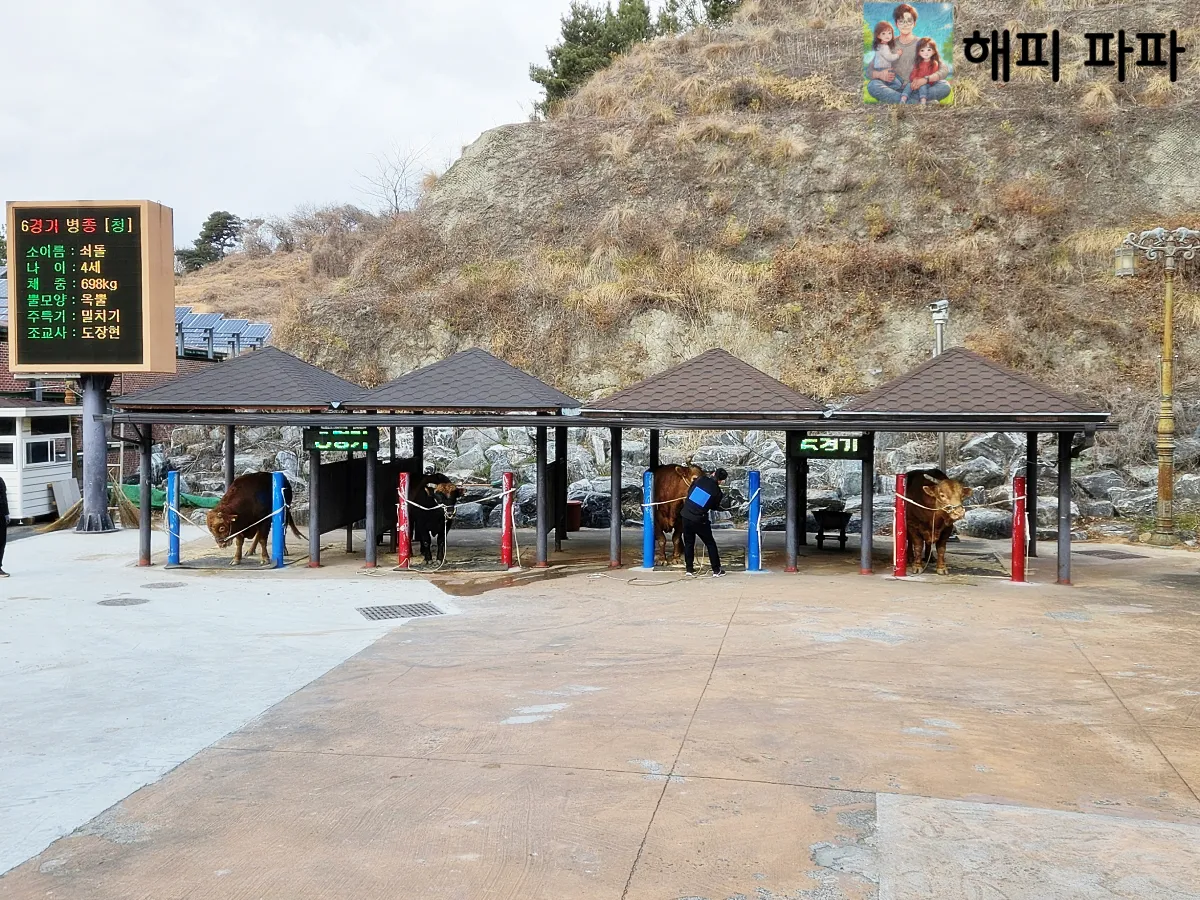 청도-소싸움경기-대기소