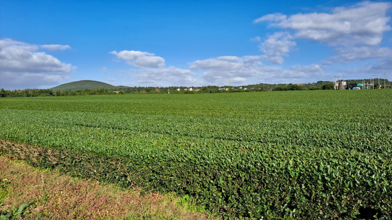 제주여행_성읍녹차마을