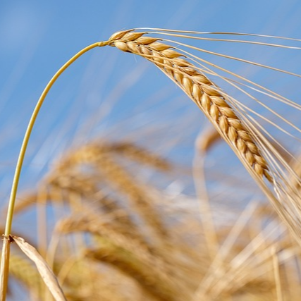 파로 곡물 효능