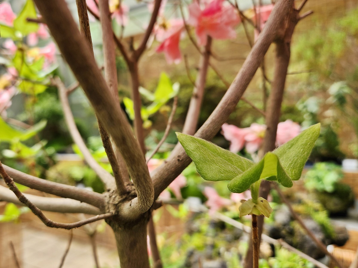 한라산참꽃나무