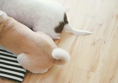 강아지 엉덩이 두마리