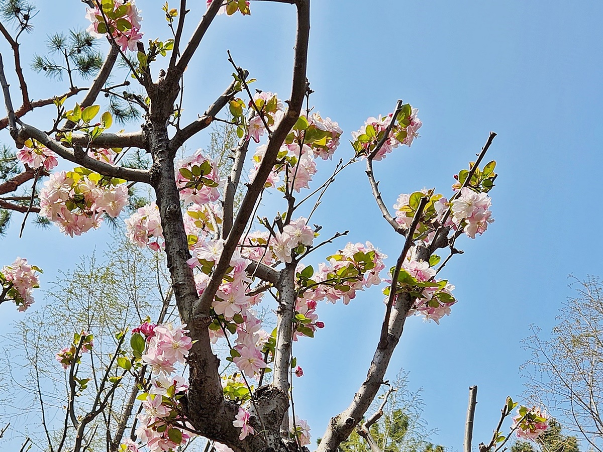 서부해당(꽃아그배나무)