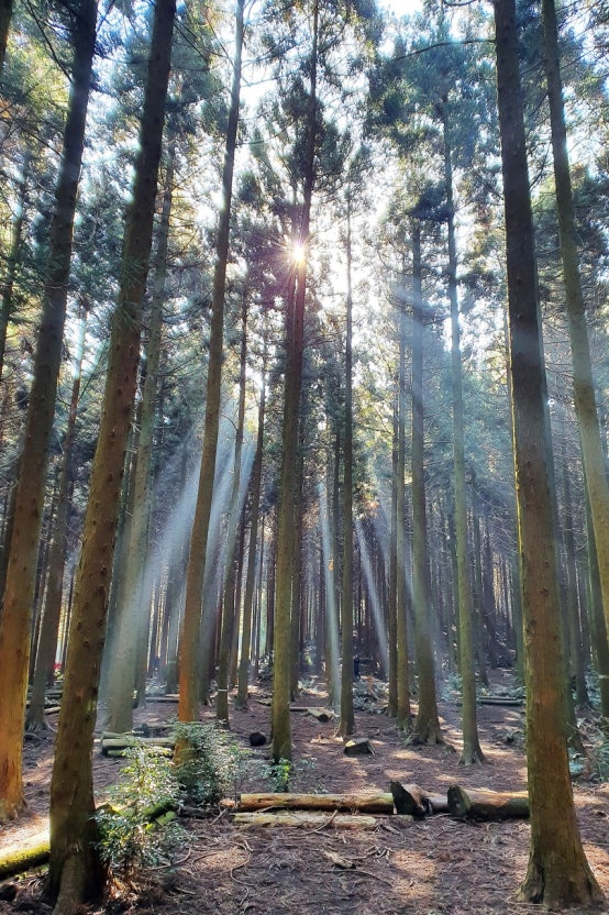 사려니숲길의 빛 내림 장소