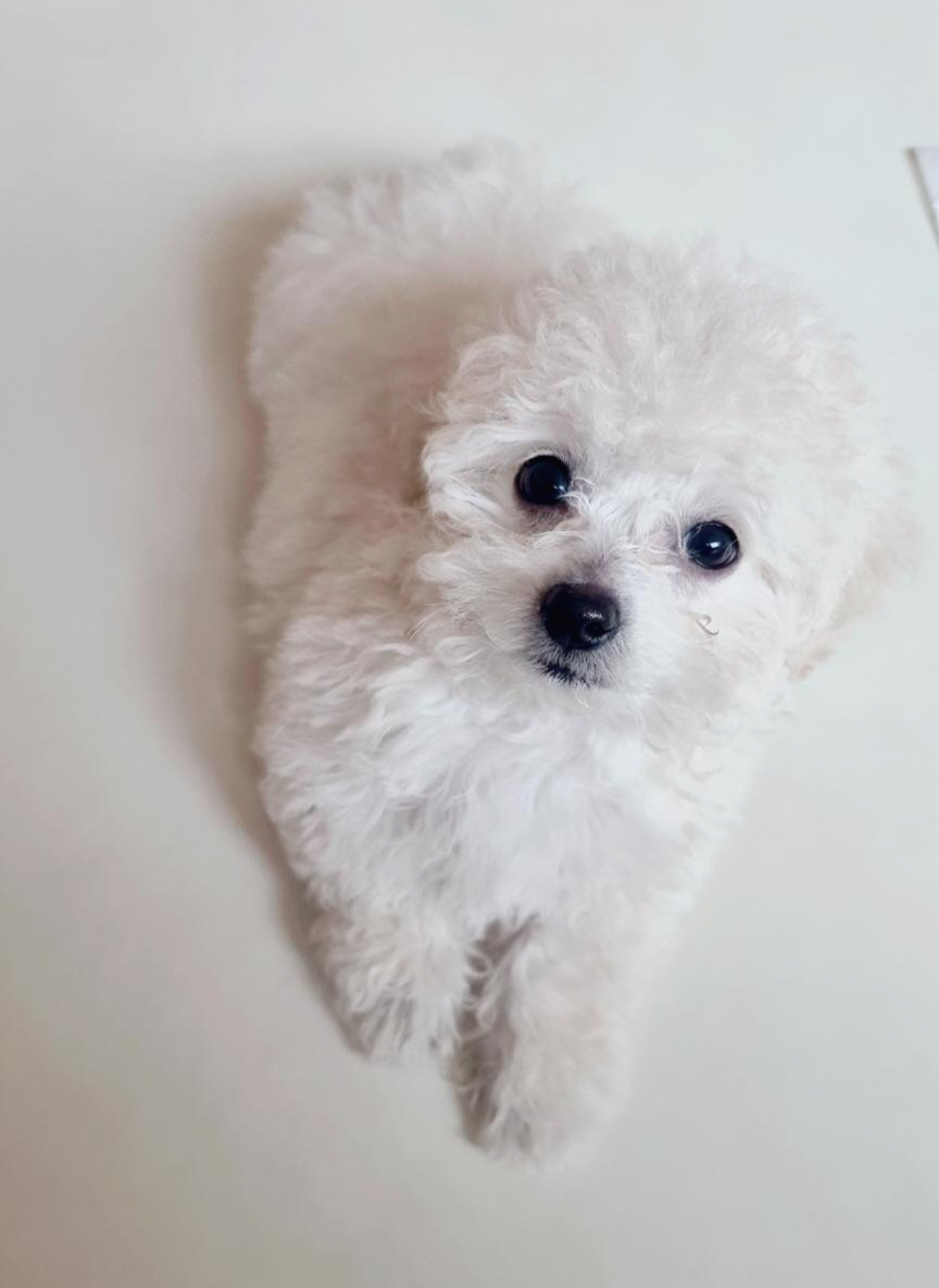 비숑프리제 강아지