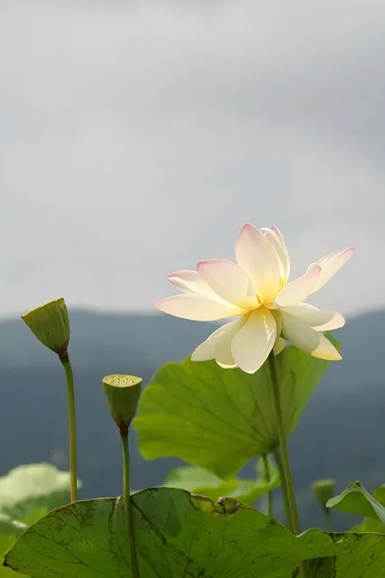 연근 재배 연못 재배 물 수위 관리 비료 주기_7