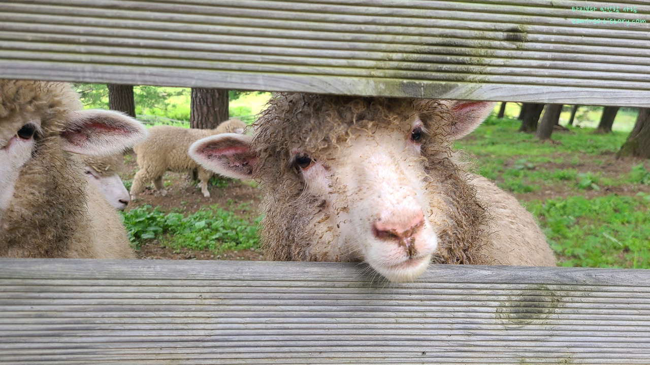 대관령-순수양떼목장