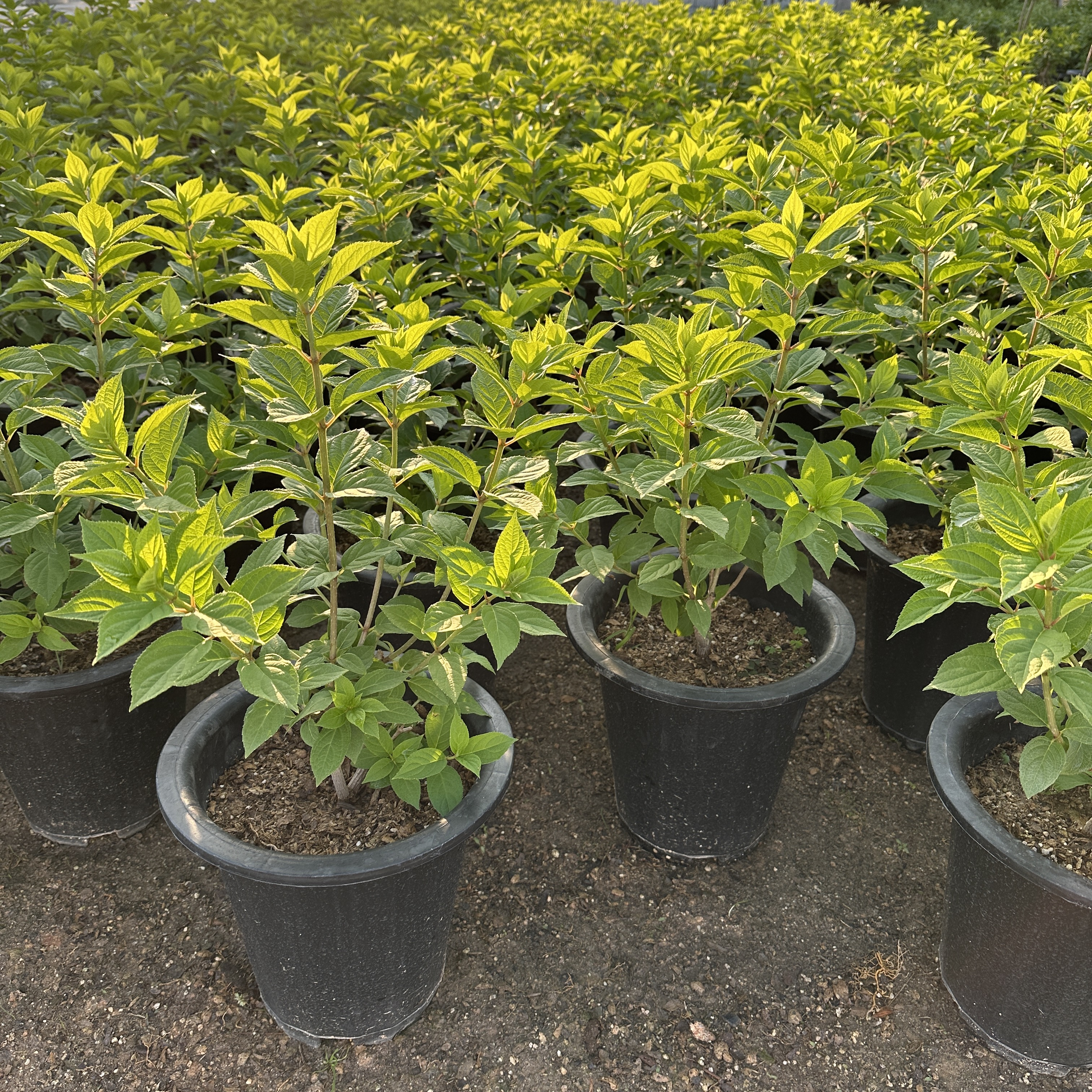 라임라이트 수국 키우기 목수국