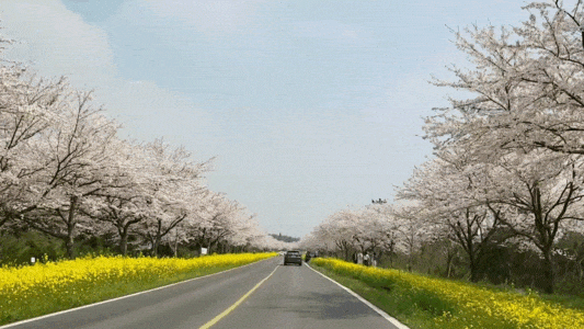 녹산로 영상