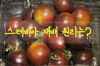 토마토 재배 지지대 설치 적심 유인 관리_13