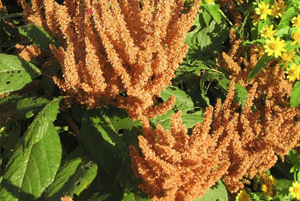 아마란스 효능07