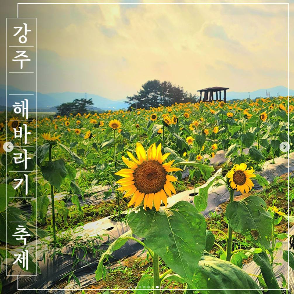 강주 해바라기 축제