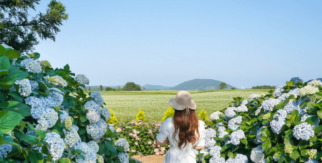 브롬왓 수국축제