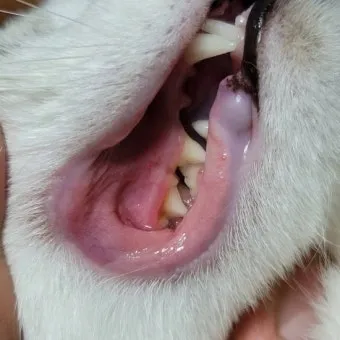 고양이치주염 증상 진단 치료 및 예방법_8