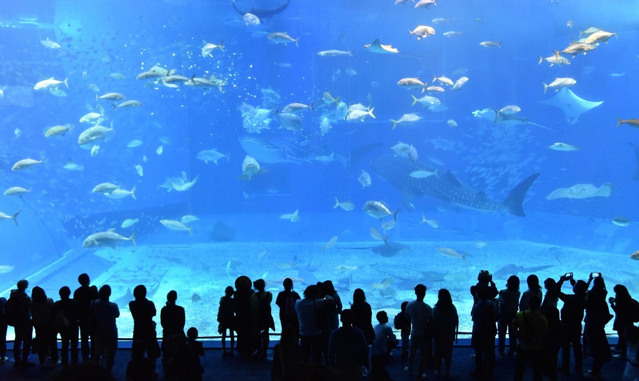 츄라우미-수족관