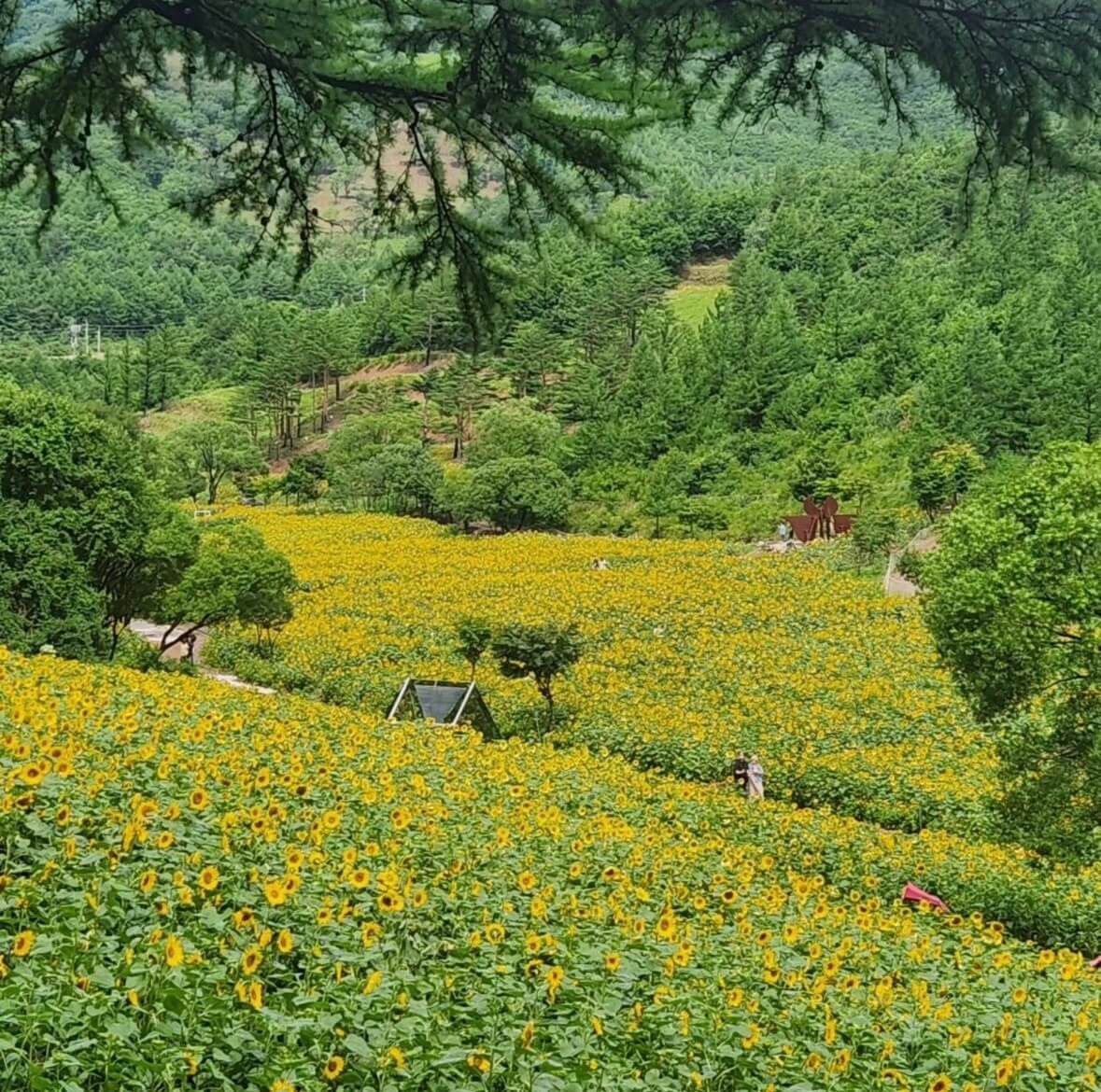 태백 해바라기축제