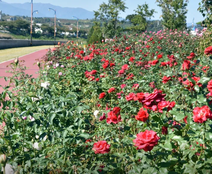 삼척장미공원 일정
