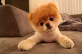 강아지 고개 갸우뚱 이유 의미 뜻_5