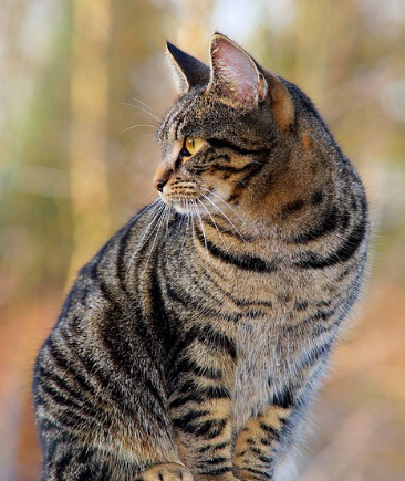 고양이 수명 평균은 몇 살일까? 관리방법 총정리