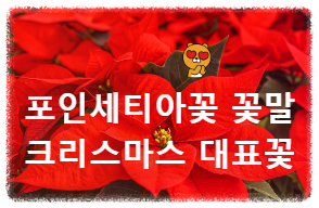 포인세티아꽃 포인세티아 키우기