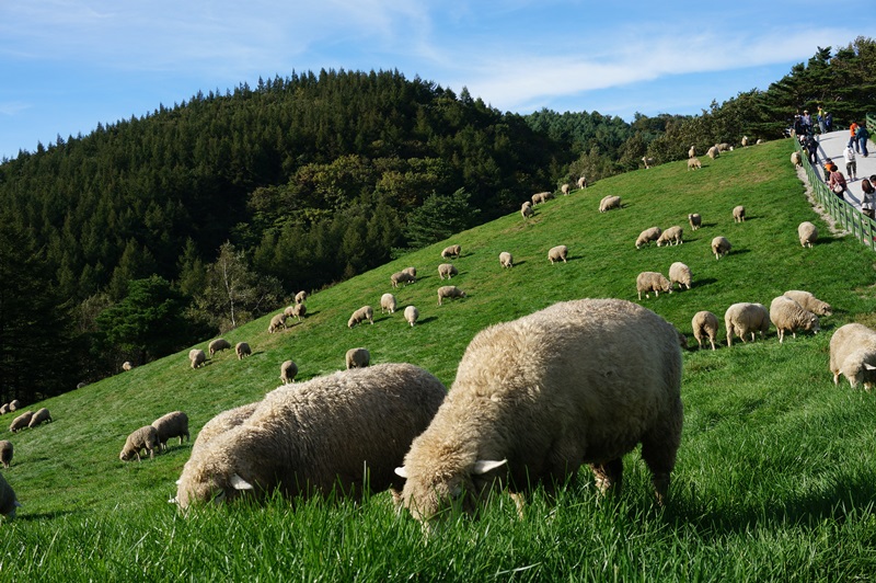 평창 가볼만한곳